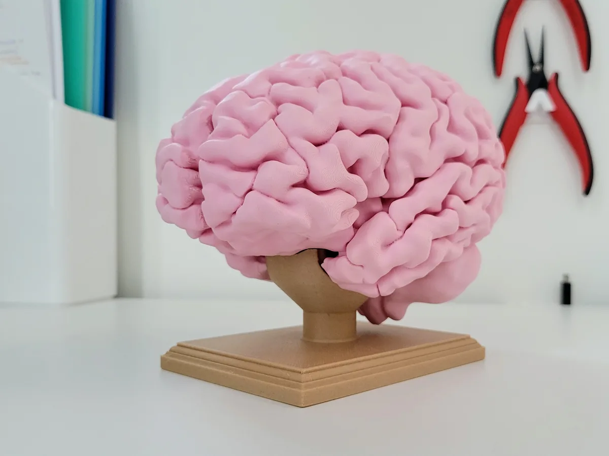 Hjärna – anatomisk dekor – bild av Julia Ebert
